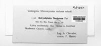 Lasiodiplodia theobromae image